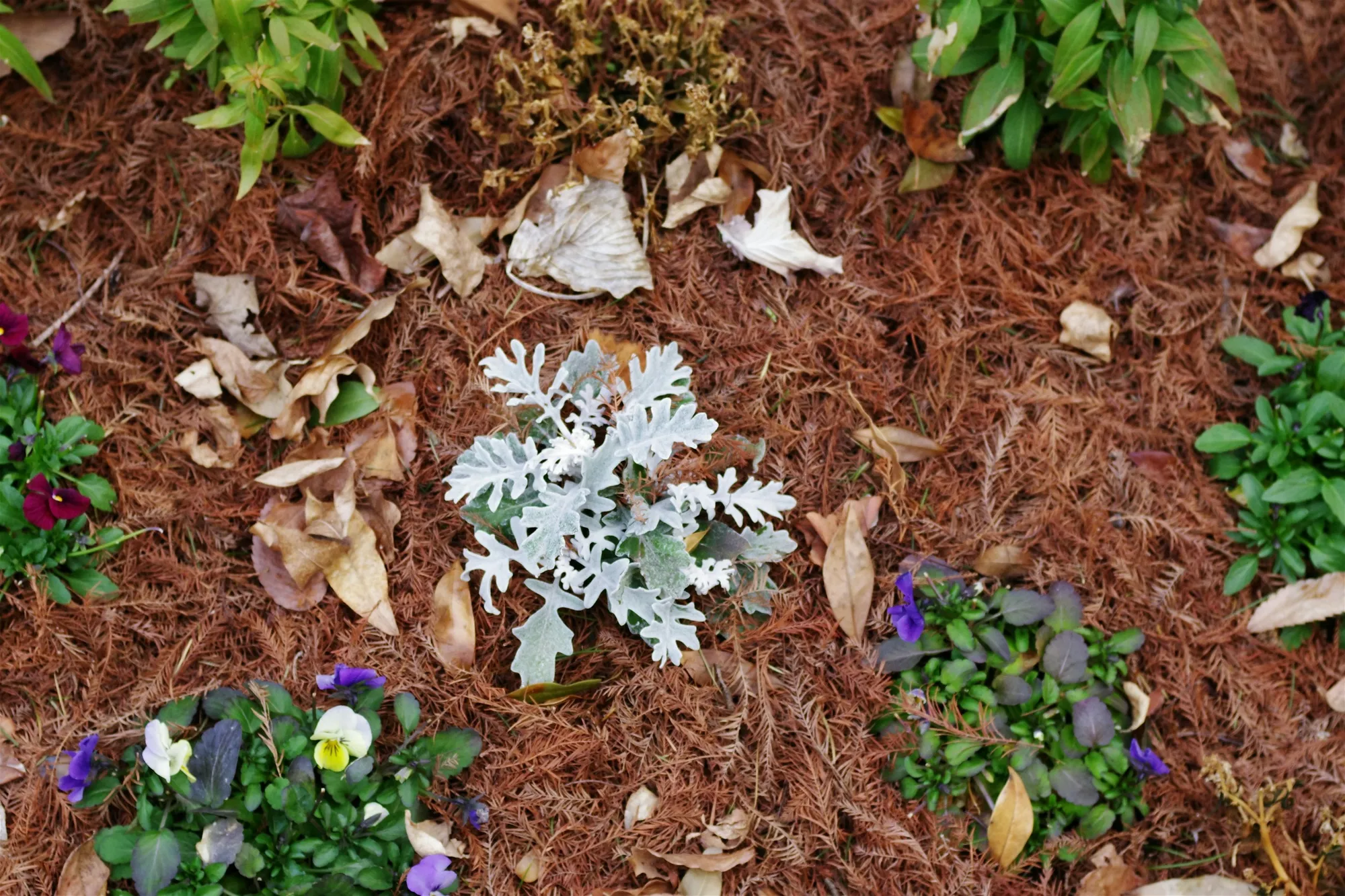 Mulch Installation