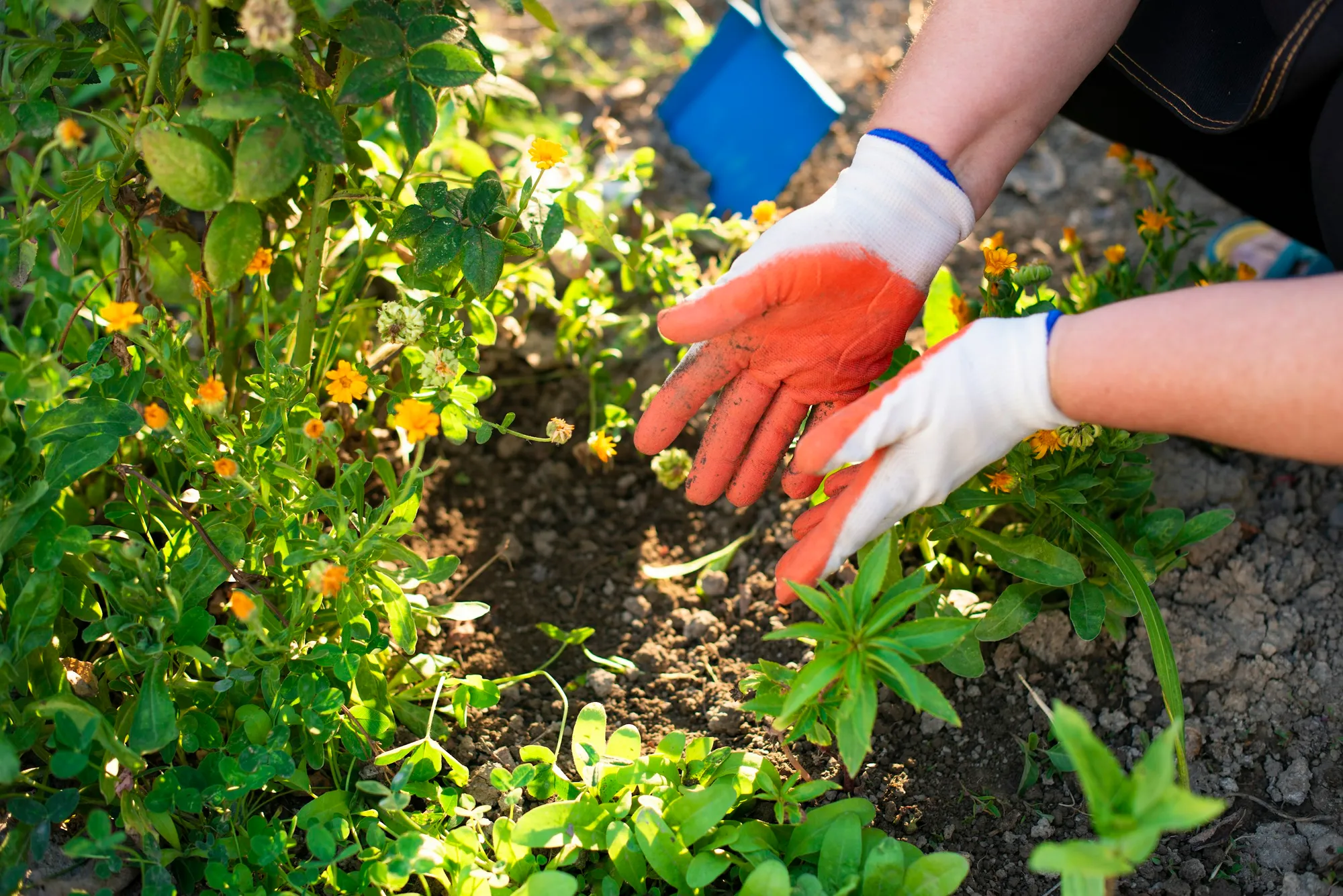Planting